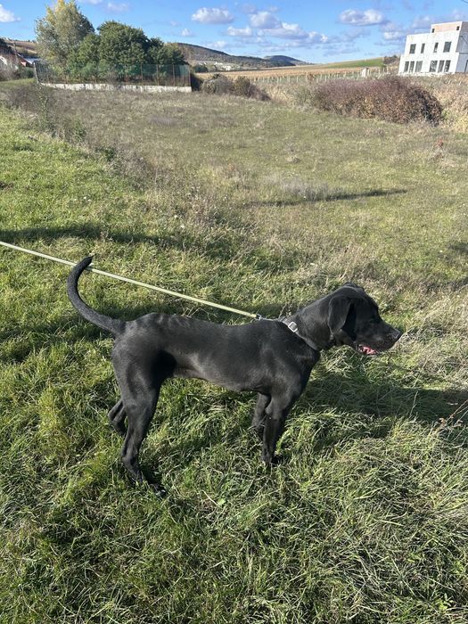 Donez pui de câine talie mare (cane corso 50%)