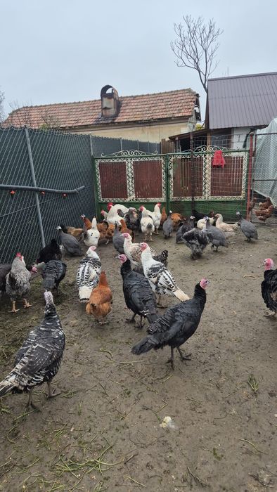 Curci si curcani ROMÂNEȘTI