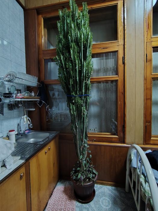 Kaktus exinopsis 2 metr