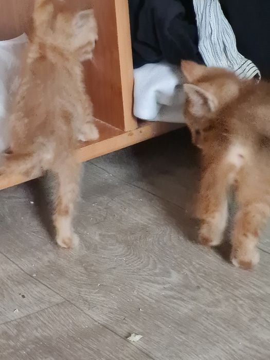 Тегын береыб жерем