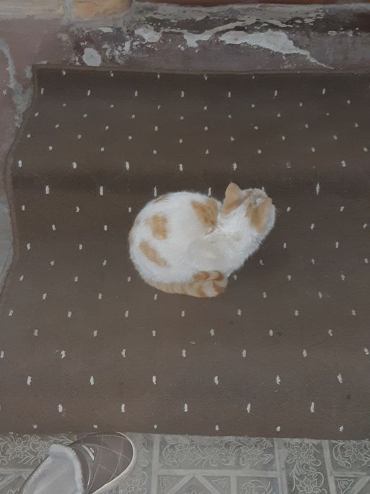 Бесплатний кошка