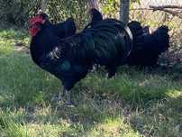 Oua incubat australorp negru si albastru