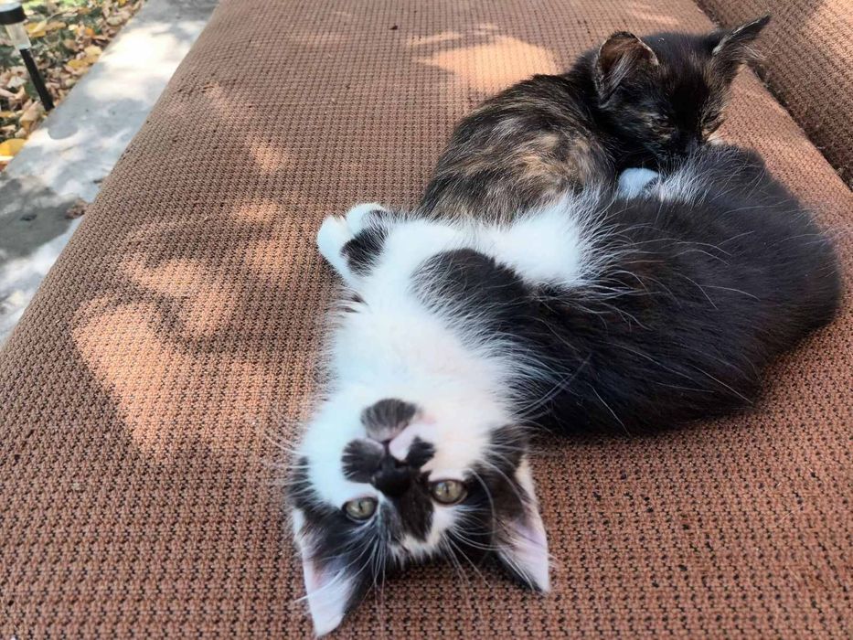 Подаряват се две малки котета