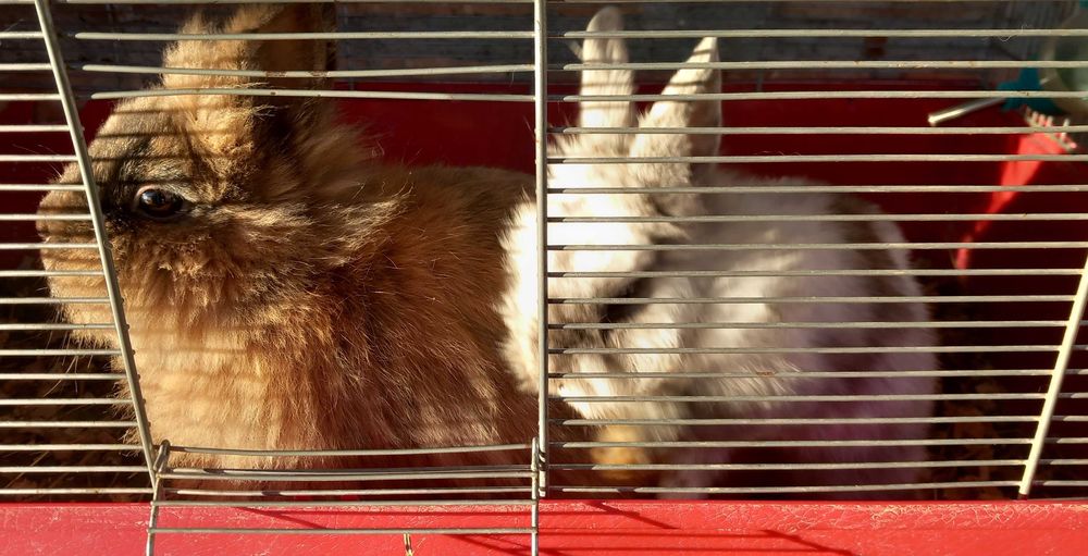 Donam iepurasi pitici