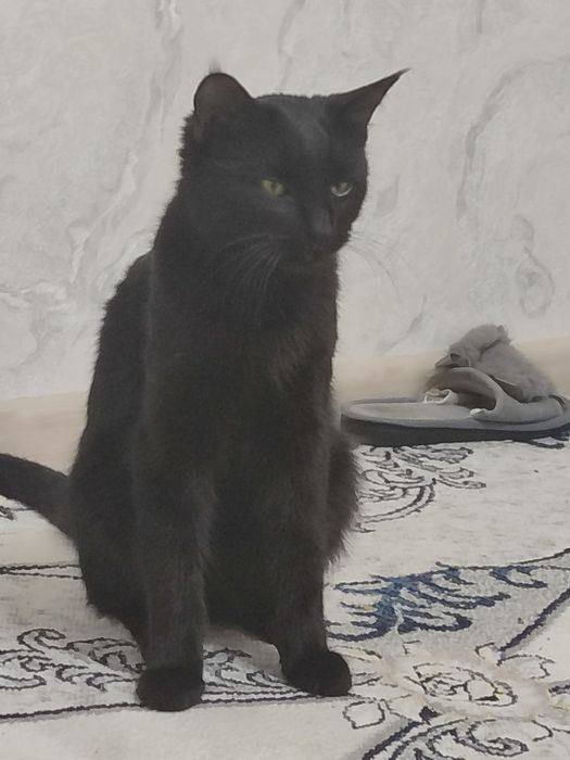 Mushuksevar insonlarga xadya etaman