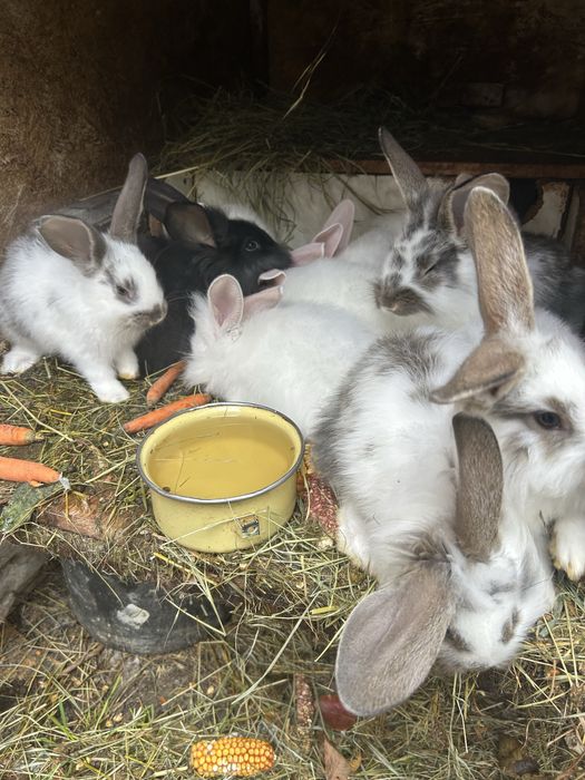 Vând iepuri de casă mari sau mici, albi, negrii, sau tărcați alb cu ne