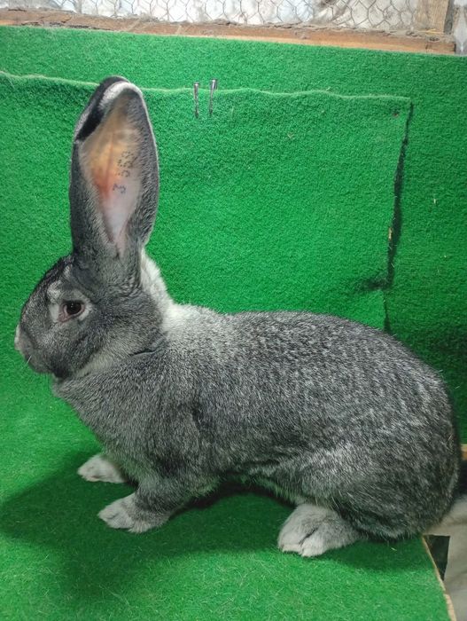 Iepuri și găini de rasa de vânzare