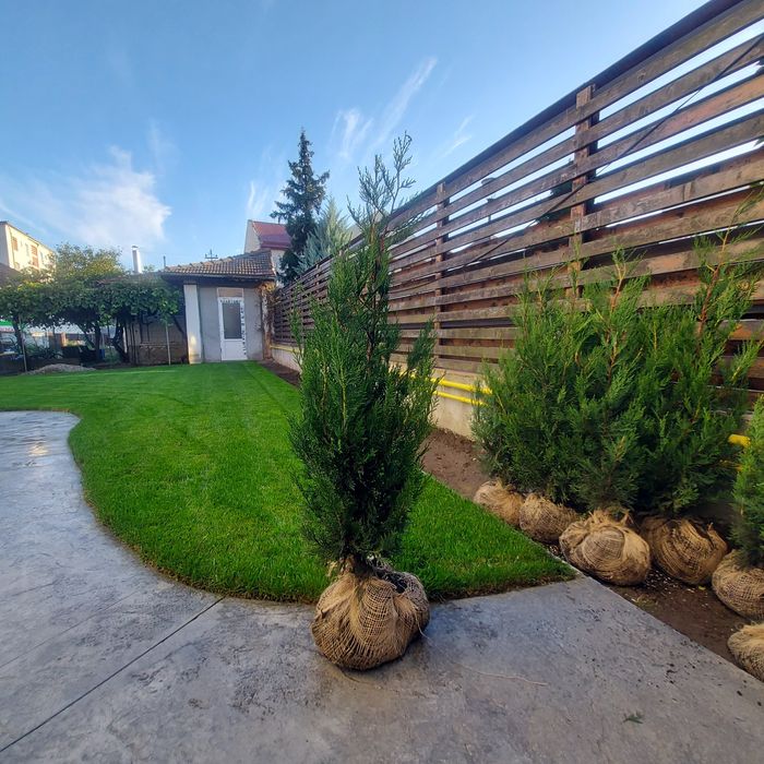 Leylandii Gold Rider / Leylandii Auriu