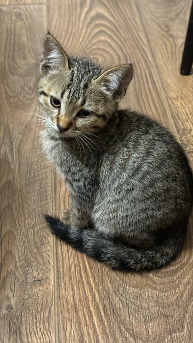 Кошки бесплатно