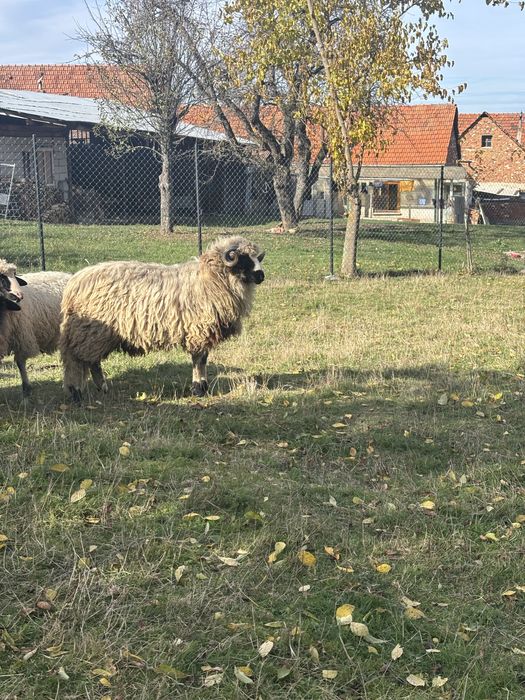 De vanzare berbec  noatin