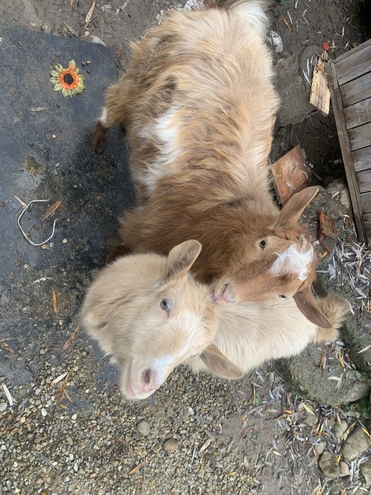 Vand iezi pe fan sau baloti de lucerna