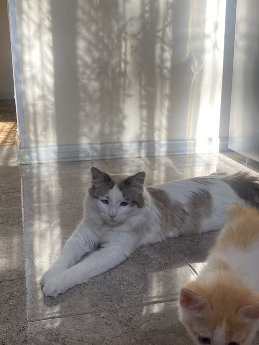 кот для вязки длинашорстный,голубые глаза НЕ ДЛЯ ПРОДАЖИ