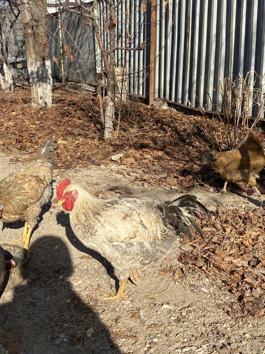 Петухи дешёвый алматы