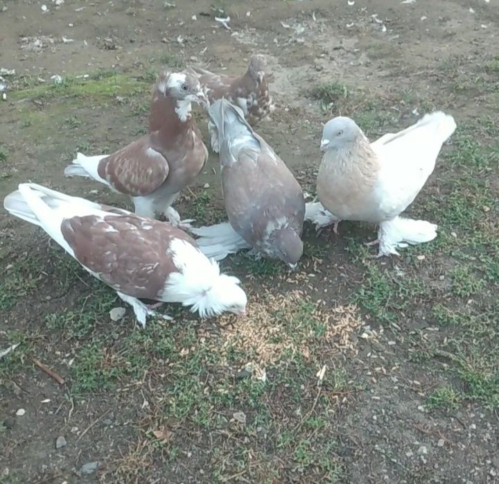 Продам   голубей