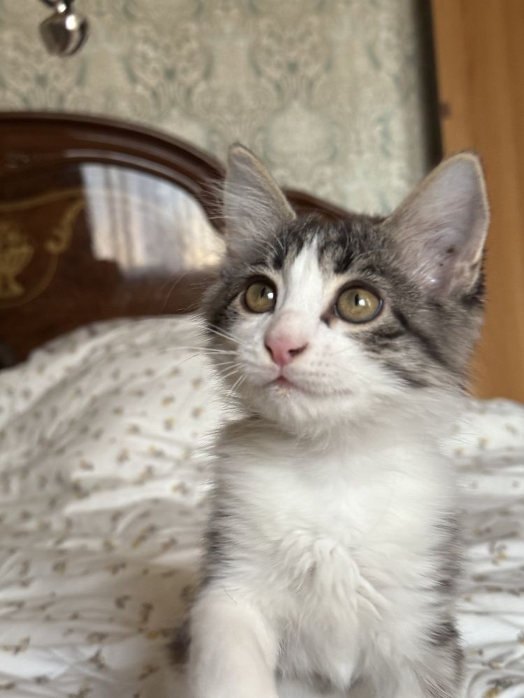 Котенок ищет дом