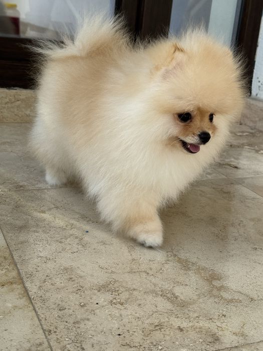 Baietel Pomeranian  pedigree FCI