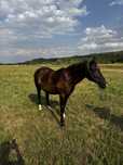 Cal de vanzare! Urgent
