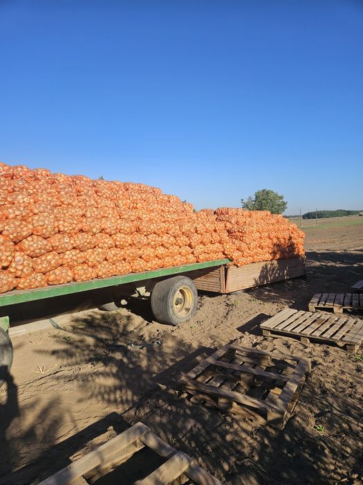 Ceapa de vanzare