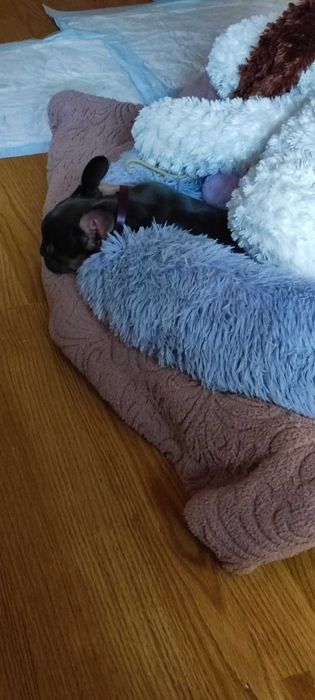 Френски булдог чистокръвна красавица