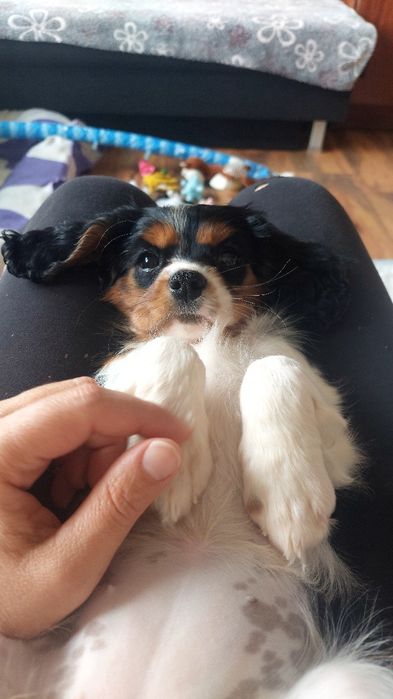 Продавам кавалер кинг чарлз шпаньол