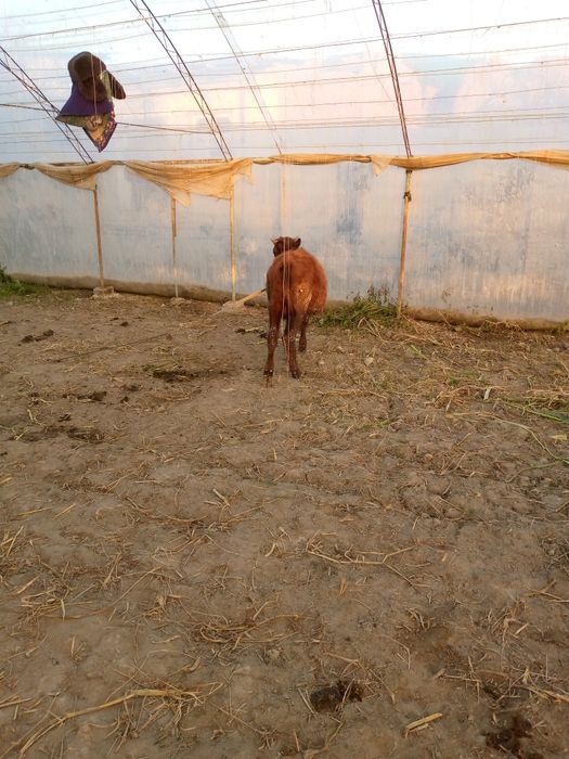 Букачалар сотилади , уйни моли