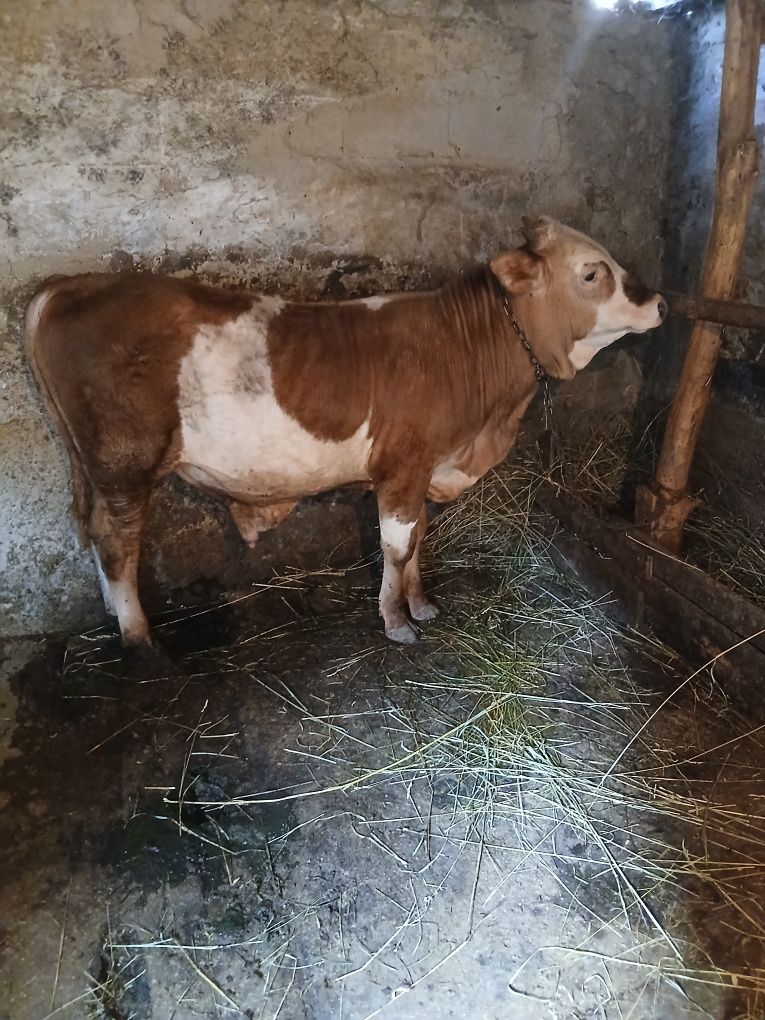 Продам бычка и тёлочку