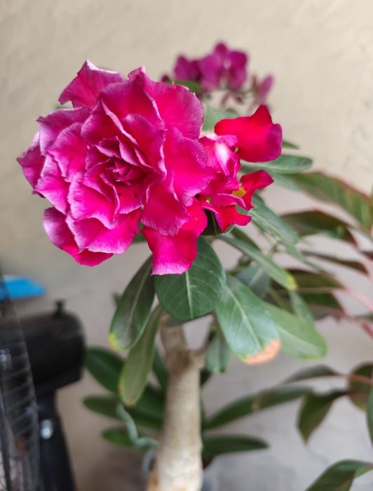 Продам комнатное растение адениум