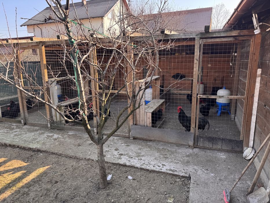 Vand Gaini si Cocos rasa Australorp negru
