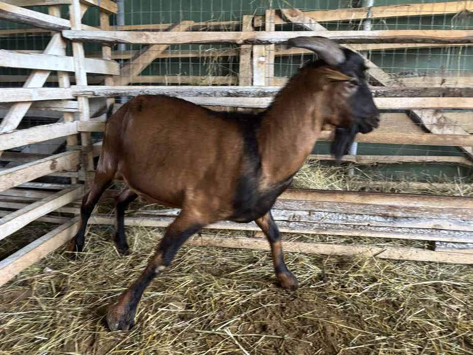 Țap de prăsilă, pentru monta