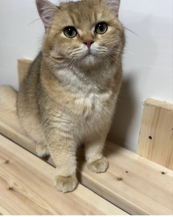 parodniy soglom mushuklar