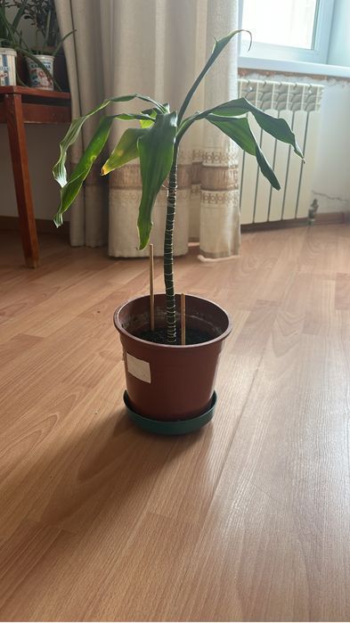 Пальма цветок продам срочно