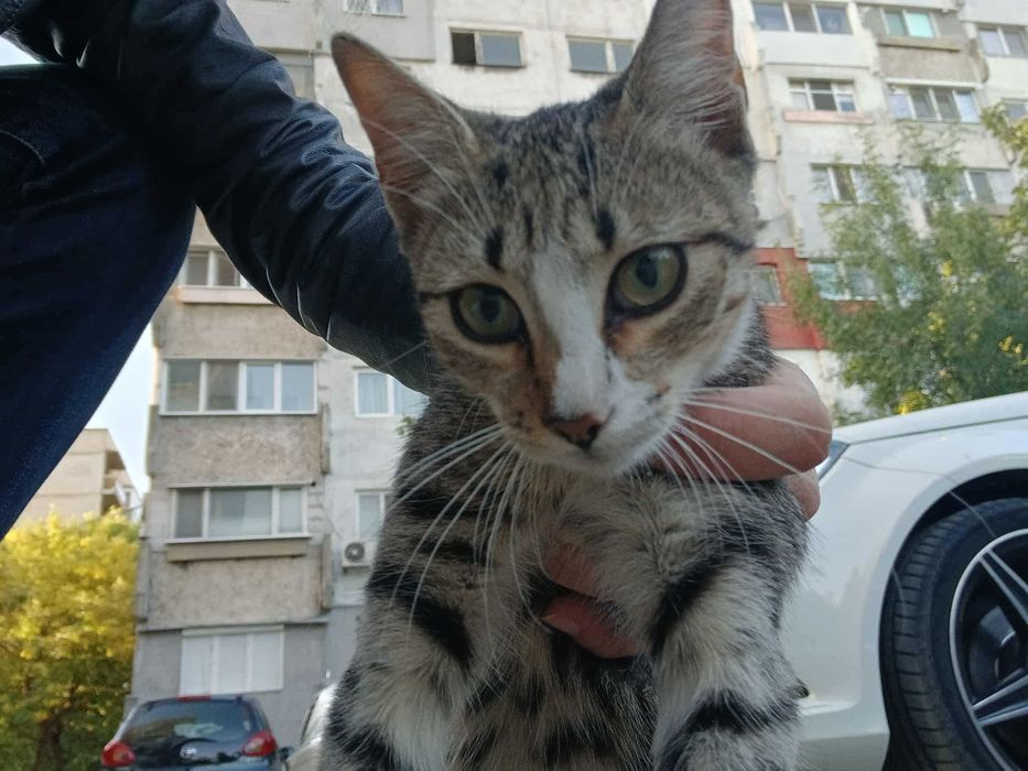 Котенца за осиновяване