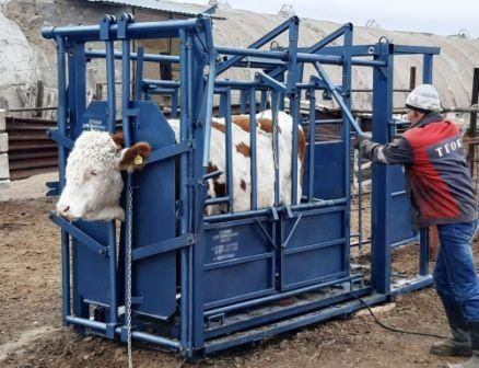 Малды бекітетін раскол фиксатор (жылқы, сиыр) жылжымалы