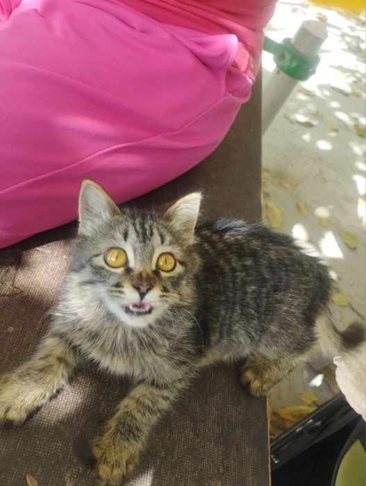 Срочно. Только в добрые руки!!