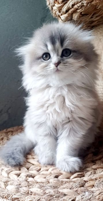 Schottish fold longhair