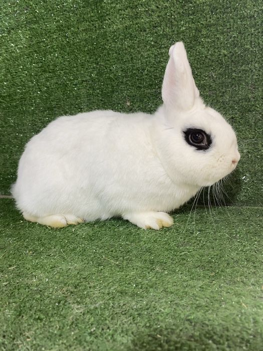 Sotiladi Xatot quyon , продается кролик Хатот