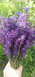 Flori Lavanda uscată buchete