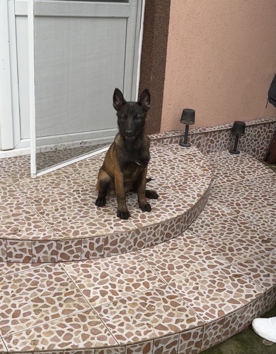 Belgian malinois