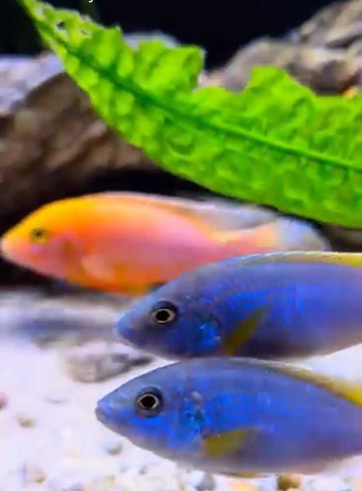 Псевдотрофеус Ацей Лювала Риф