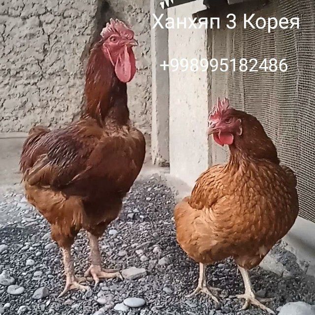 Ханхяп Корея. Тухум ва жужасига заказ оламиз.