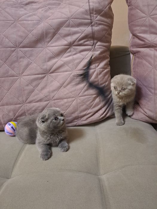 Шотладски клепоухи котета