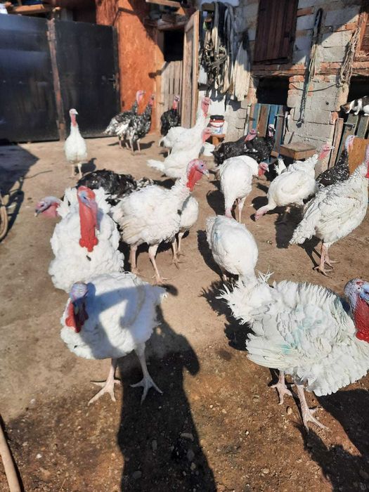 Curcani de vânzare!