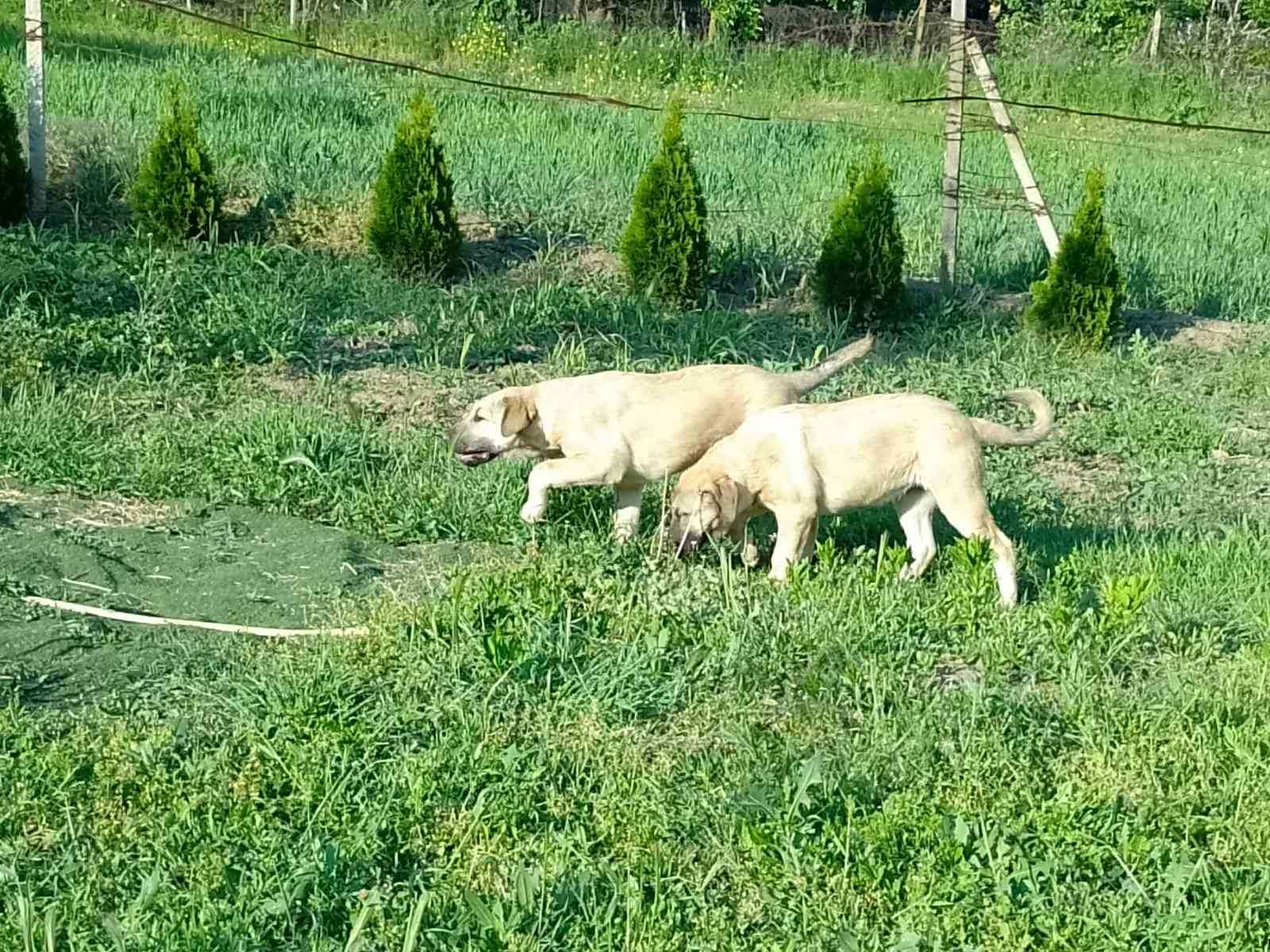 Продавам кученца, Турски Кангал