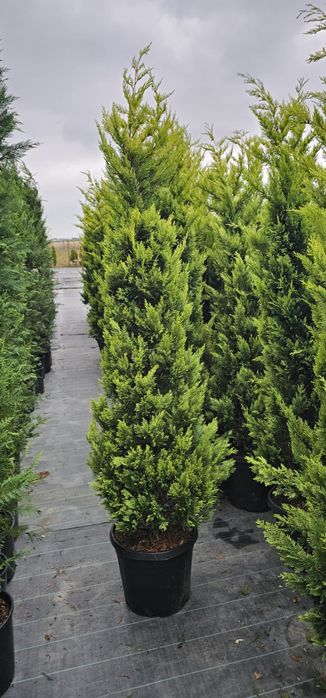 plante ornamentale diferita speci