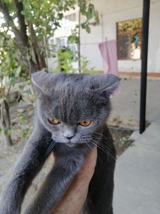 Шатланский кошка