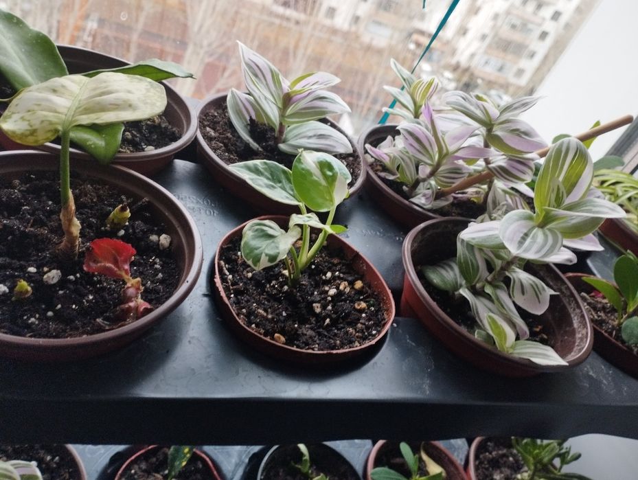 Комнатный цветок  сциндапсус расписной,  район Евразии