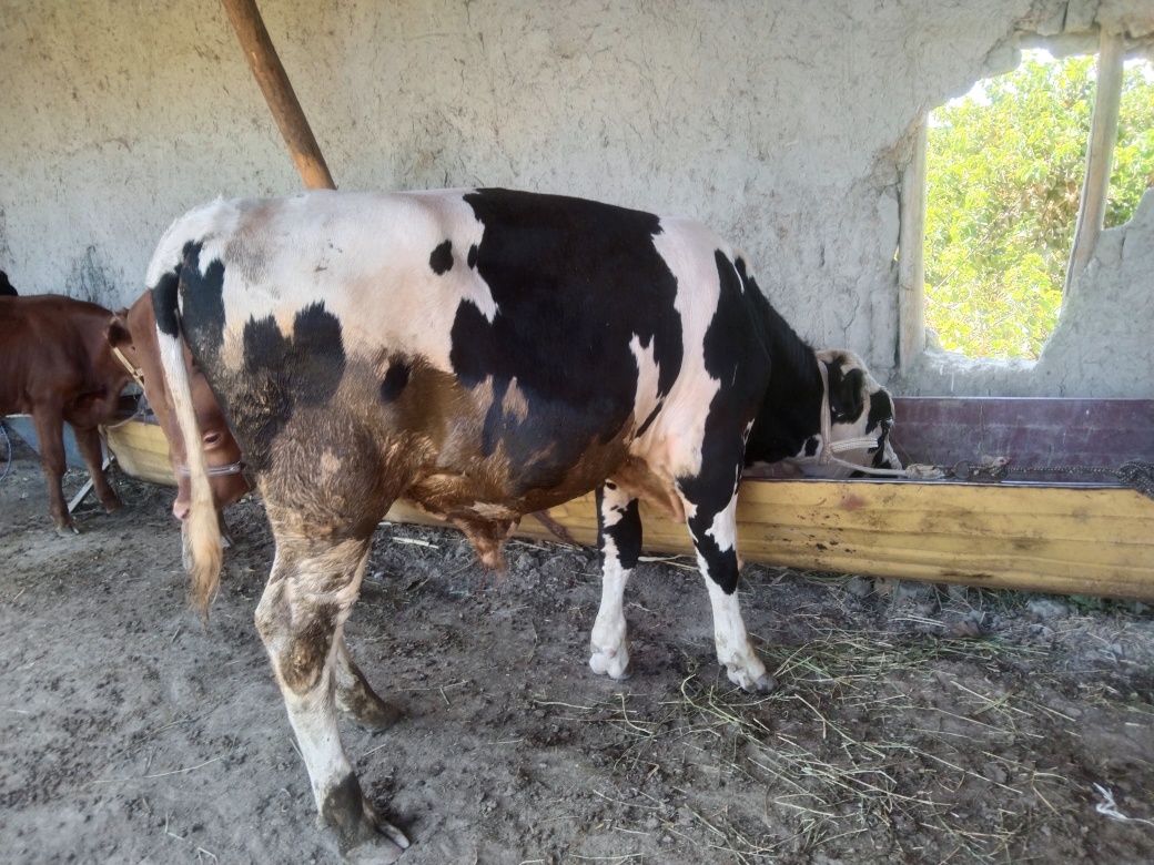 Sifatli paroda Buqqa sotiladi 19 million deyapmiz kelishamiz yana keli