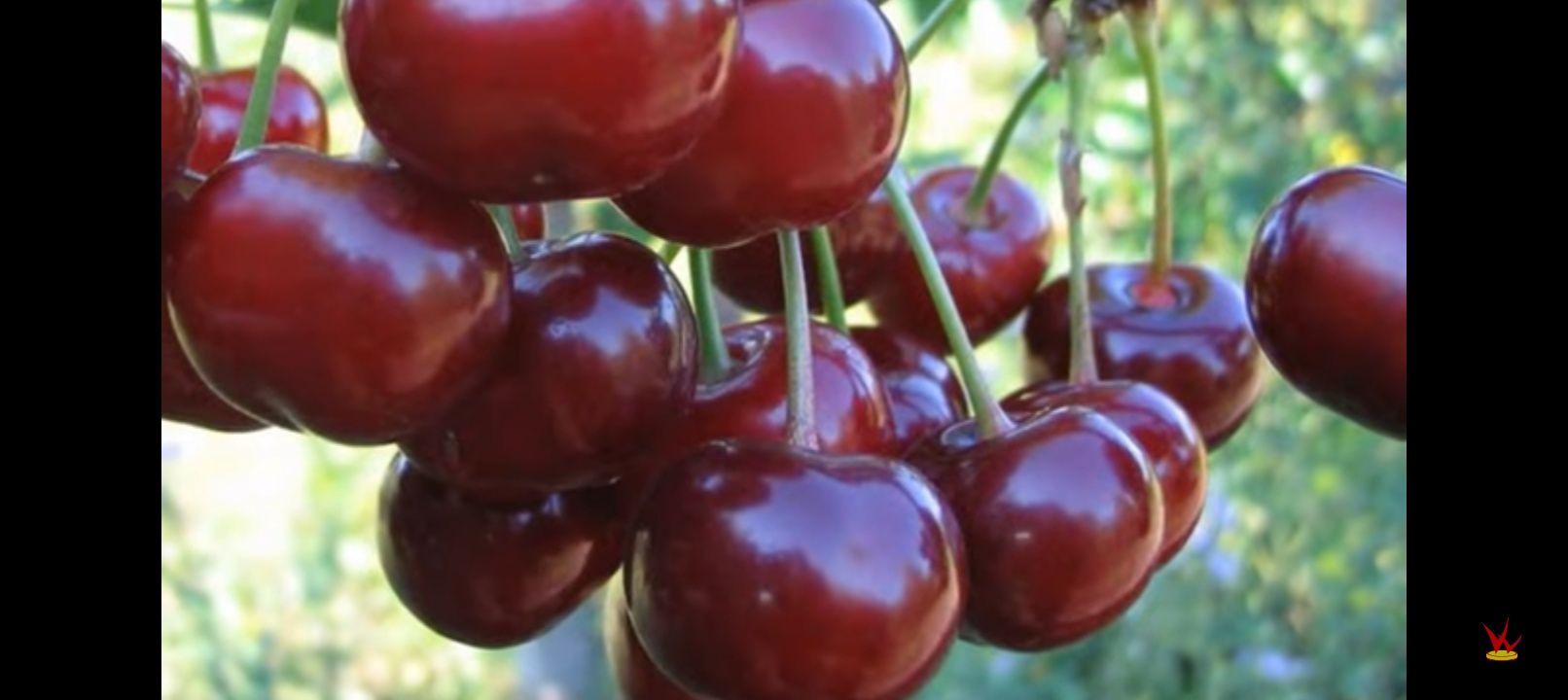 Продам вишню,сладкая