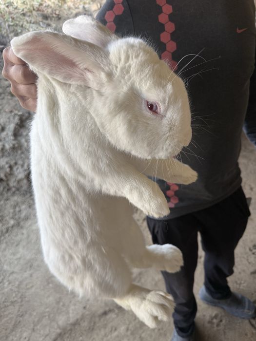 Продаётся кролик-великан
