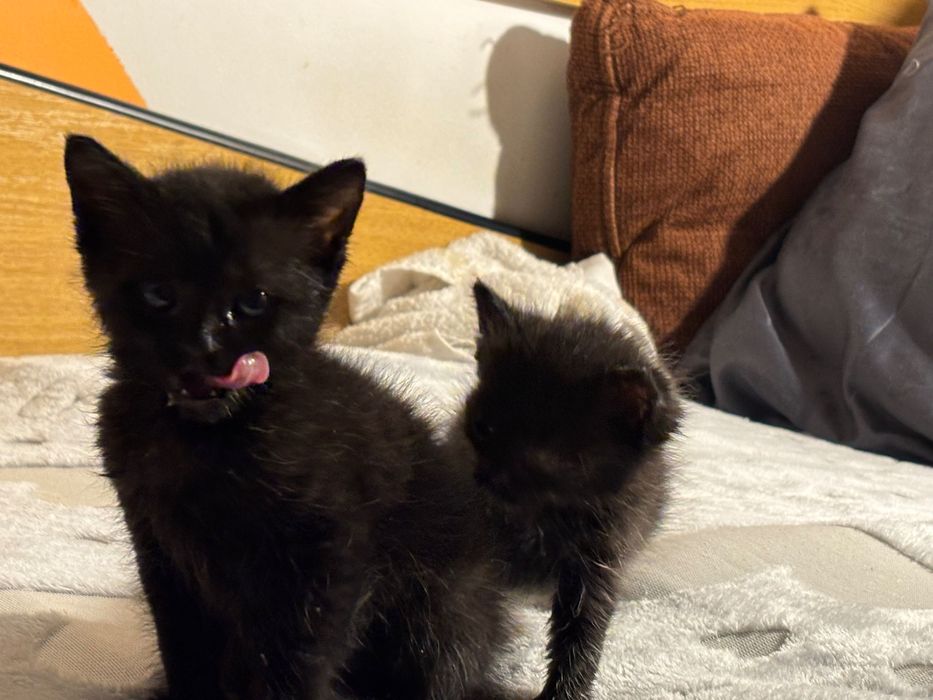 Motanei pentru adoptie